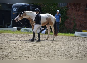 Niemiecki kuc wierzchowy, Wałach, 3 lat, 146 cm, Srokata