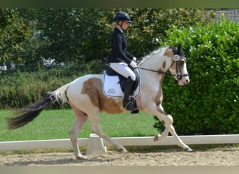 Niemiecki kuc wierzchowy, Wałach, 3 lat, 146 cm, Srokata