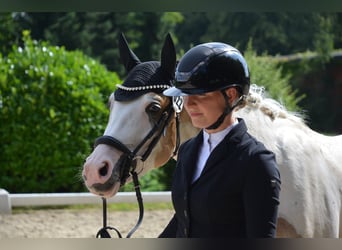 Niemiecki kuc wierzchowy, Wałach, 3 lat, 146 cm, Srokata