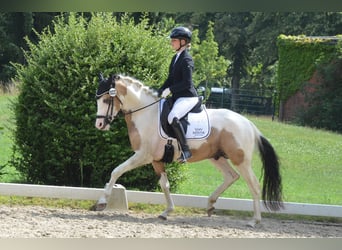 Niemiecki kuc wierzchowy, Wałach, 3 lat, 146 cm, Srokata