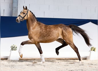 Niemiecki kuc wierzchowy, Wałach, 3 lat, 147 cm, Bułana