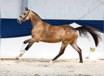 Niemiecki kuc wierzchowy, Wałach, 3 lat, 147 cm, Bułana