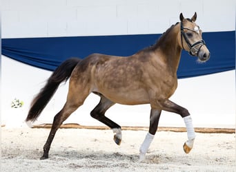 Niemiecki kuc wierzchowy, Wałach, 3 lat, 147 cm, Bułana