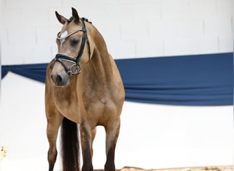 Niemiecki kuc wierzchowy, Wałach, 3 lat, 147 cm, Bułana