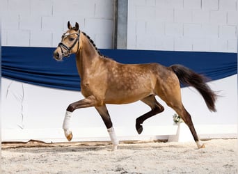 Niemiecki kuc wierzchowy, Wałach, 3 lat, 147 cm, Bułana