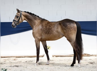 Niemiecki kuc wierzchowy, Wałach, 3 lat, 147 cm, Bułana