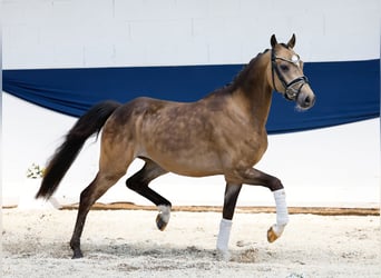 Niemiecki kuc wierzchowy, Wałach, 3 lat, 147 cm, Bułana