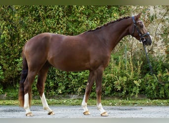 Niemiecki kuc wierzchowy, Wałach, 3 lat, 147 cm, Ciemnokasztanowata