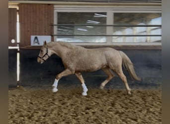 Niemiecki kuc wierzchowy, Wałach, 3 lat, 147 cm, Izabelowata