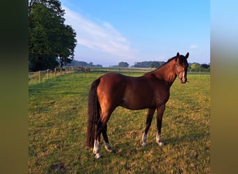 Niemiecki kuc wierzchowy, Wałach, 3 lat, 148 cm, Gniada