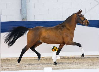 Niemiecki kuc wierzchowy, Wałach, 3 lat, 148 cm, Gniada
