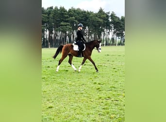Niemiecki kuc wierzchowy, Wałach, 3 lat, 148 cm, Gniada