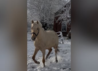 Niemiecki kuc wierzchowy, Wałach, 3 lat, 148 cm, Izabelowata