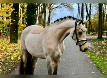 Niemiecki kuc wierzchowy, Wałach, 3 lat, 148 cm, Jelenia