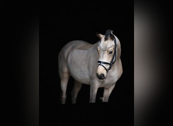 Niemiecki kuc wierzchowy, Wałach, 3 lat, 148 cm, Jelenia