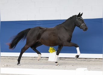 Niemiecki kuc wierzchowy, Wałach, 3 lat, 148 cm, Kara