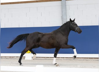 Niemiecki kuc wierzchowy, Wałach, 3 lat, 148 cm, Kara