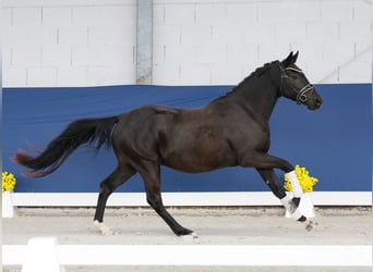 Niemiecki kuc wierzchowy, Wałach, 3 lat, 148 cm, Kara