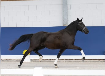 Niemiecki kuc wierzchowy, Wałach, 3 lat, 148 cm, Kara