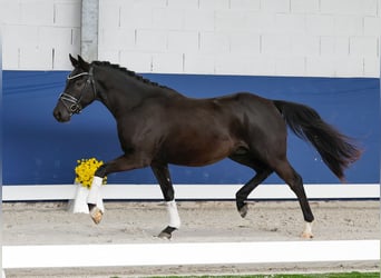 Niemiecki kuc wierzchowy, Wałach, 3 lat, 148 cm, Kara