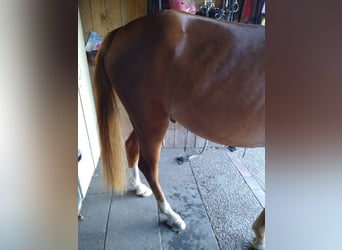 Niemiecki kuc wierzchowy, Wałach, 3 lat, 148 cm, Kasztanowata
