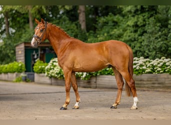 Niemiecki kuc wierzchowy, Wałach, 3 lat, 148 cm, Kasztanowata
