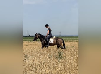 Niemiecki kuc wierzchowy, Wałach, 3 lat, 149 cm, Jelenia