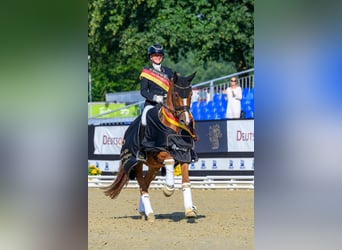 Niemiecki kuc wierzchowy, Wałach, 3 lat, 149 cm, Kasztanowata