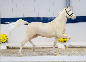 Niemiecki kuc wierzchowy, Wałach, 3 lat, 149 cm, Perlino