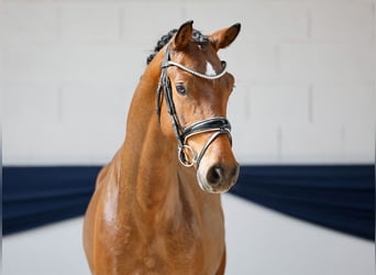 Niemiecki kuc wierzchowy, Wałach, 3 lat, 150 cm, Gniada