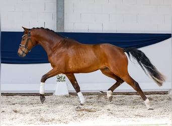 Niemiecki kuc wierzchowy, Wałach, 3 lat, 150 cm, Gniada