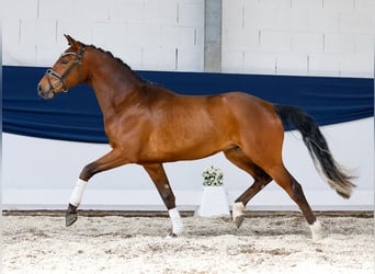 Niemiecki kuc wierzchowy, Wałach, 3 lat, 150 cm, Gniada