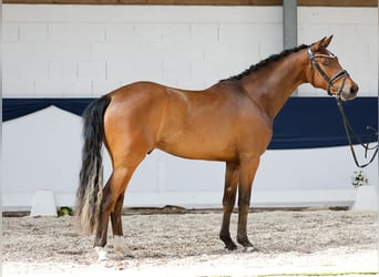 Niemiecki kuc wierzchowy, Wałach, 3 lat, 150 cm, Gniada