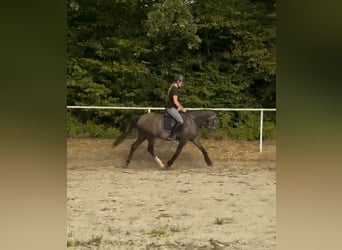 Niemiecki kuc wierzchowy, Wałach, 3 lat, 150 cm, Może być siwy