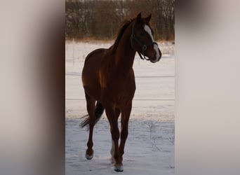 Niemiecki kuc wierzchowy, Wałach, 3 lat, 151 cm, Kasztanowata