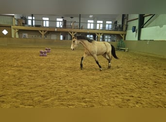 Niemiecki kuc wierzchowy, Wałach, 3 lat, 152 cm, Jelenia