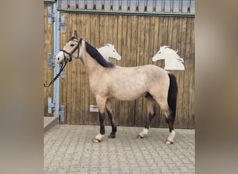 Niemiecki kuc wierzchowy, Wałach, 3 lat, 152 cm, Jelenia