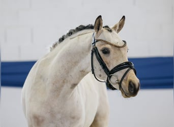 Niemiecki kuc wierzchowy, Wałach, 4 lat, 140 cm, Bułana