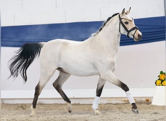 Niemiecki kuc wierzchowy, Wałach, 4 lat, 140 cm, Bułana