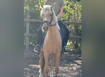 Niemiecki kuc wierzchowy, Wałach, 4 lat, 140 cm, Izabelowata