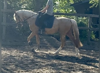 Niemiecki kuc wierzchowy, Wałach, 4 lat, 140 cm, Izabelowata
