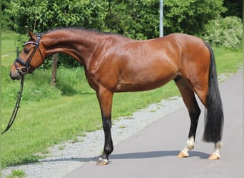 Niemiecki kuc wierzchowy, Wałach, 4 lat, 142 cm, Gniada