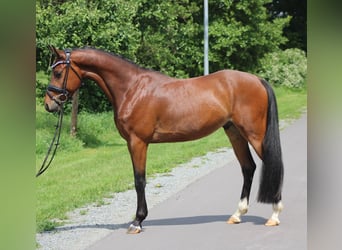 Niemiecki kuc wierzchowy, Wałach, 4 lat, 142 cm, Gniada