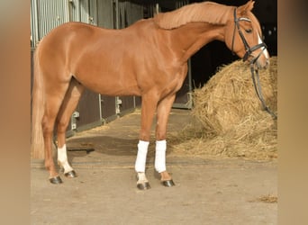 Niemiecki kuc wierzchowy, Wałach, 4 lat, 143 cm, Kasztanowata