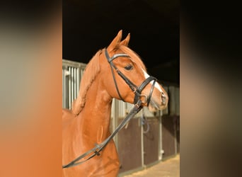 Niemiecki kuc wierzchowy, Wałach, 4 lat, 143 cm, Kasztanowata