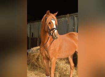 Niemiecki kuc wierzchowy, Wałach, 4 lat, 143 cm, Kasztanowata