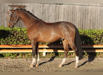 Niemiecki kuc wierzchowy, Wałach, 4 lat, 144 cm, Gniada