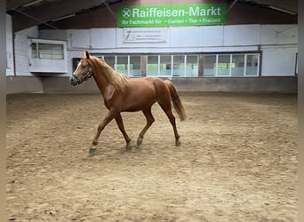Niemiecki kuc wierzchowy, Wałach, 4 lat, 144 cm, Kasztanowata