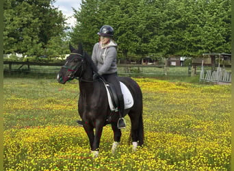 Niemiecki kuc wierzchowy, Wałach, 4 lat, 145 cm, Ciemnogniada