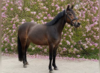 Niemiecki kuc wierzchowy, Wałach, 4 lat, 145 cm, Ciemnogniada